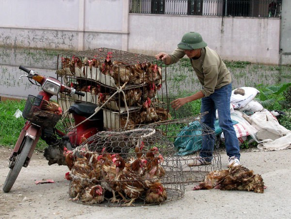 Ngăn chặn tình trạng nhập lậu, vận chuyển trái phép gia cầm vào Việt Nam