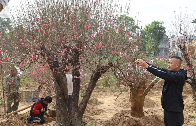 “Hoa đào Phù Trì”: Nhãn hiệu tập thể của bà con xã Kim Hoa