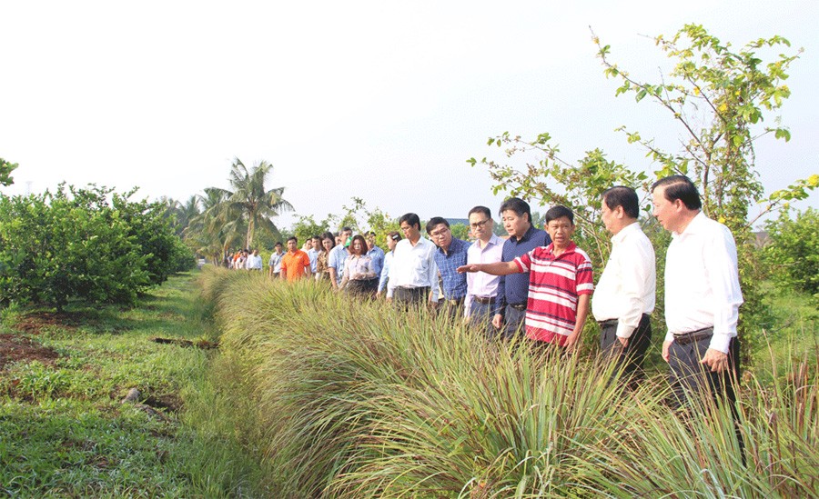 Đoàn công tác khảo sát thực tế tại vườn chanh không hạt xuất khẩu của ông Nguyễn Hải Dương, xã Thạnh Hòa, huyện Bến Lức