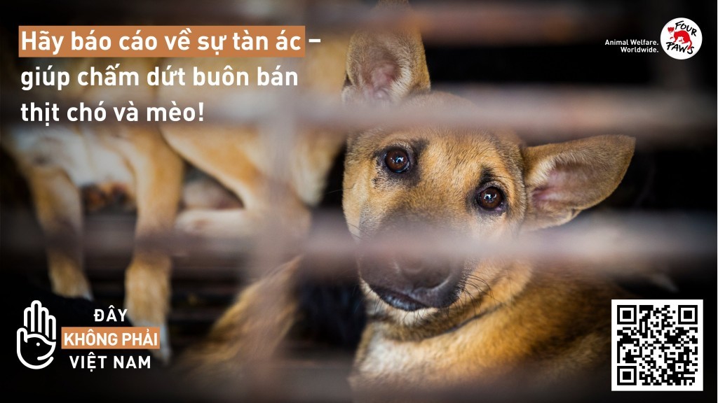 Công cụ báo cáo hoạt động buôn bán thịt chó mèo của FOUR PAWS nhận 153 bản trong 2 tháng