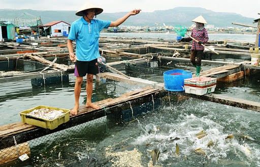 Phê duyệt Đề án chuyển đổi một số nghề khai thác hải sản ảnh hưởng đến nguồn lợi và môi trường sinh thái