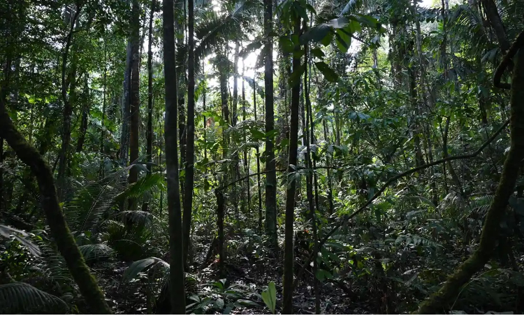 Anh Jhonatan Acosta sống sót sau 1 tháng bị lạc ở rừng Amazon (Ảnh: Shutterstock)