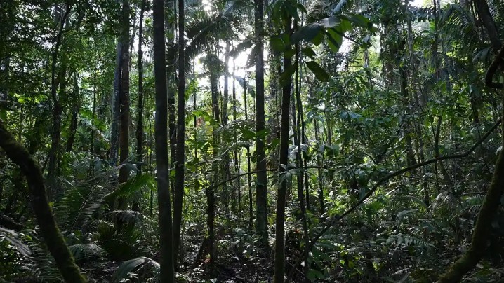 Ăn giun để sống sót trong rừng Amazon