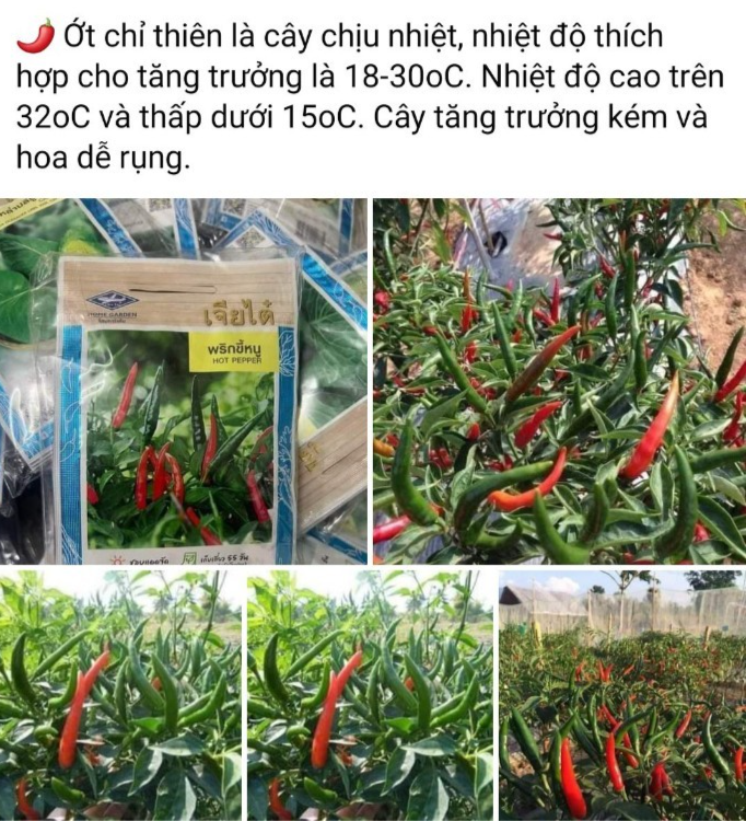 Tràn lan Lúa giống không rõ công ty, nhà cung ứng trên thị trường