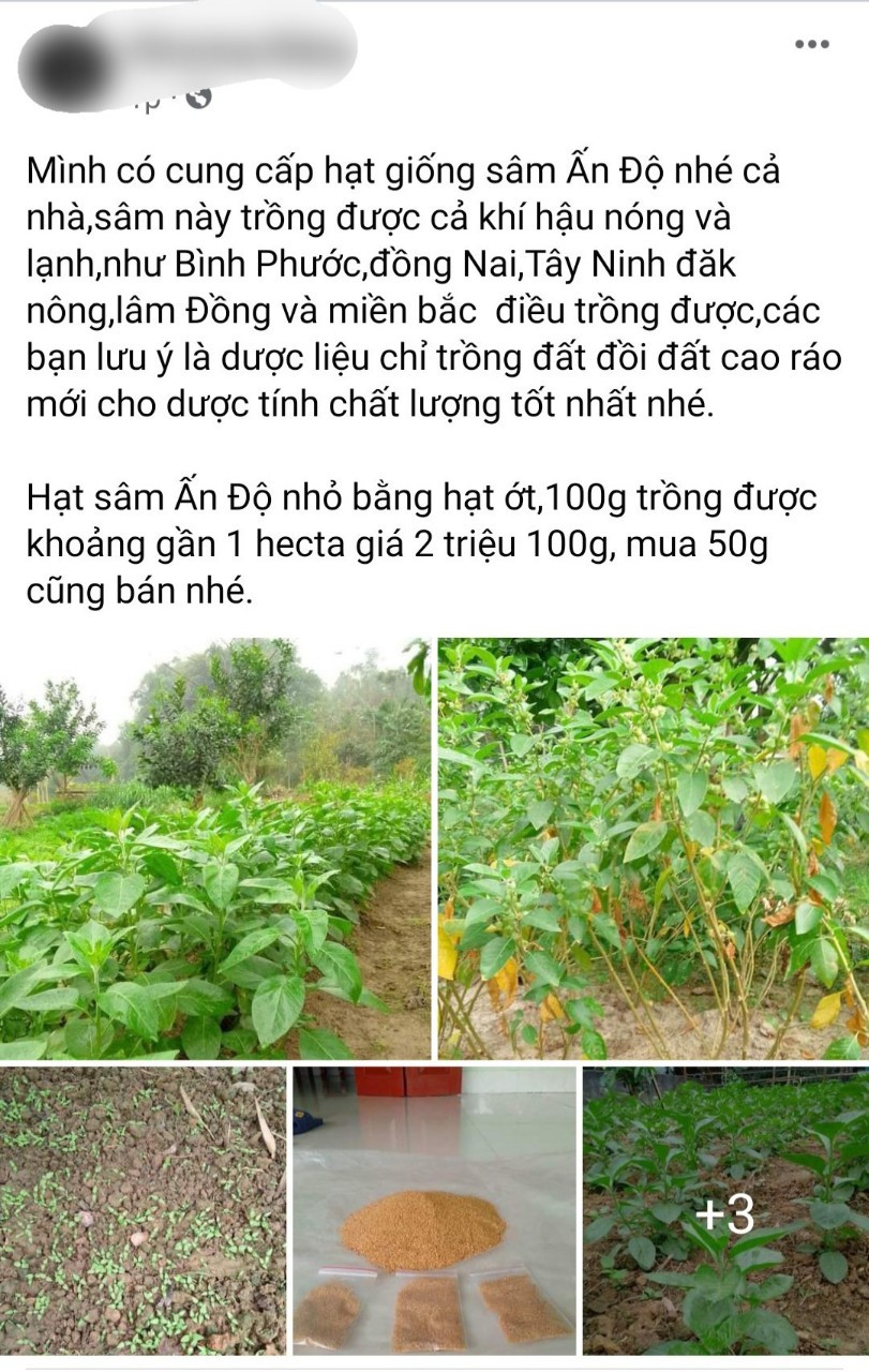 Tràn lan lúa giống không rõ nhà cung ứng trên thị trường
