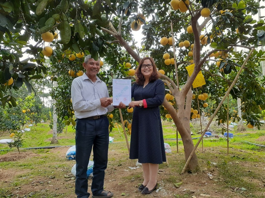 Bưởi Diễn Đức Hậu Lưu Quang: Sản vật tinh tuý của vùng đất Chương Mỹ