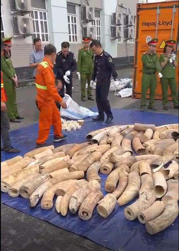 Hải Phòng: Thu giữ 7 tấn ngà voi nhập lậu từ Châu Phi