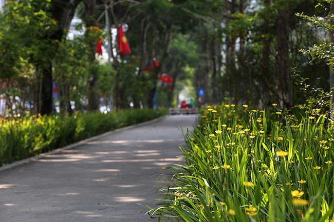 Cây xanh trên phố đi bộ Thái Hà, quận Đống Đa (Hà Nội)
