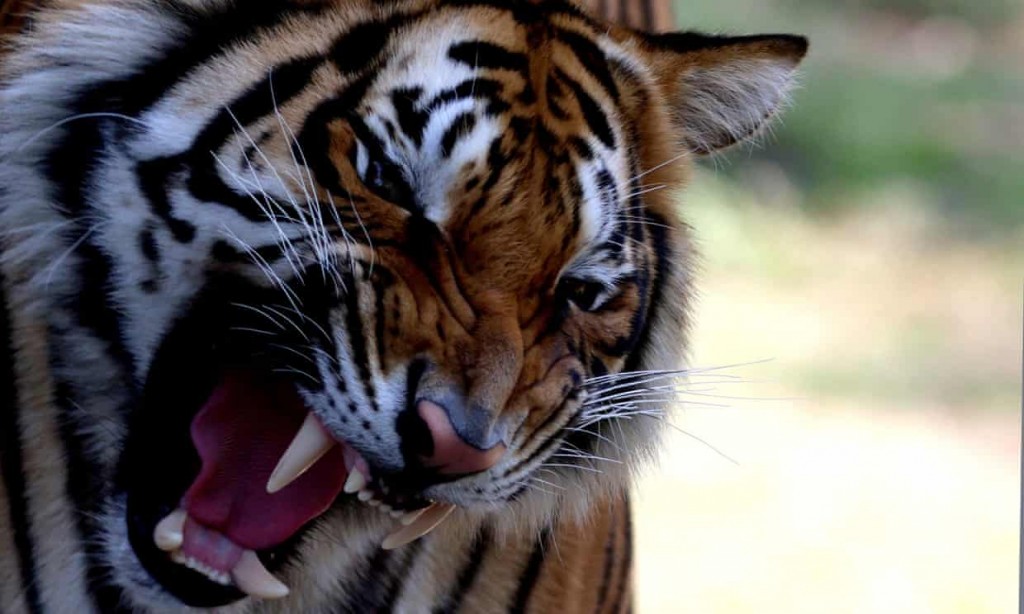 Vườn thú hoang dã Pine Mountain là nơi sinh sống của những con hổ Bengal, mặc dù không rõ đó có phải là những con hổ đã trốn thoát hay không. Ảnh: Ulises Ruiz/AFP/Getty Images