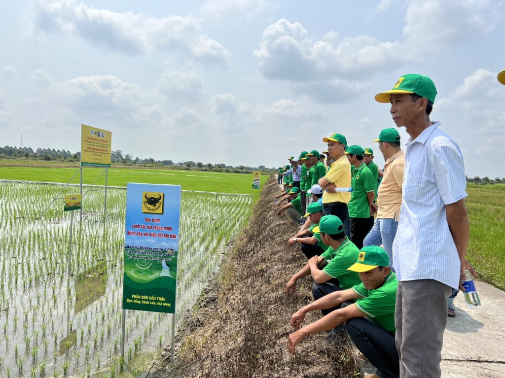 Một triệu héc ta chuyên canh lúa chất lượng cao tại đồng bằng sông Cửu Long
