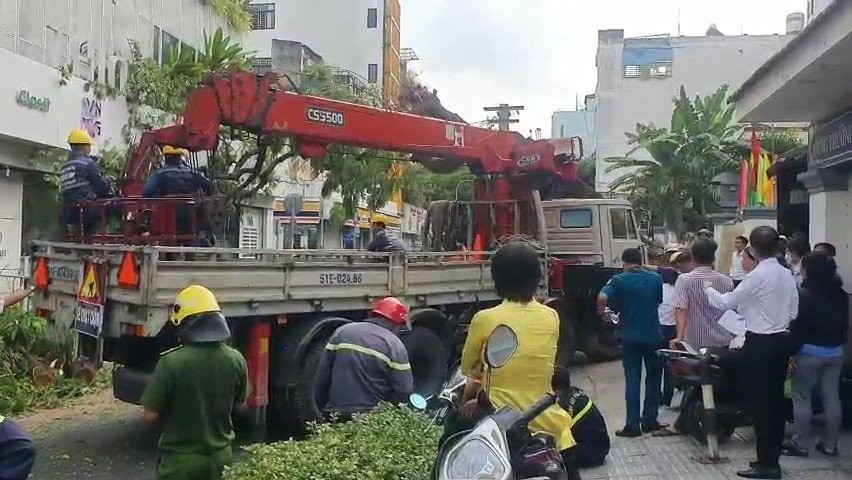 TP Hồ Chí Minh: Cây đổ trong trường Trần Văn Ơn làm 6 người bị thương