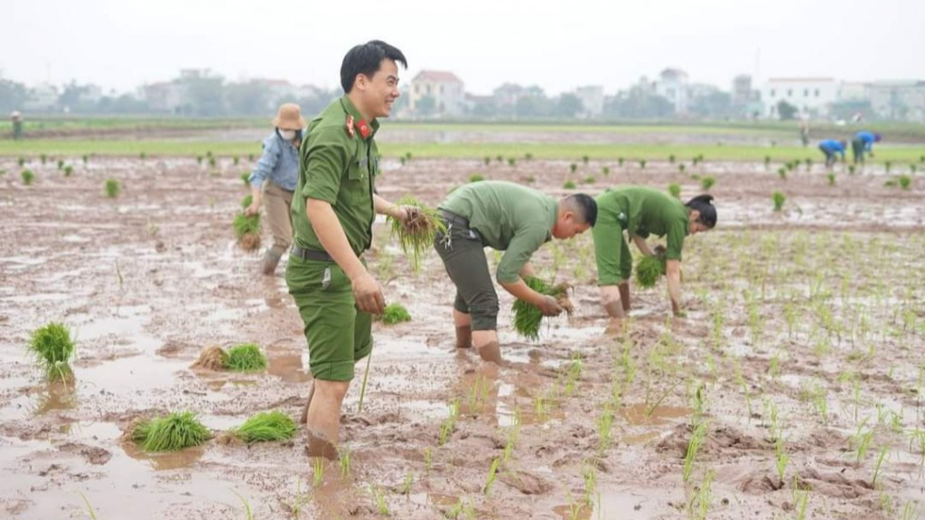 Đại úy Lương Văn Kiên cùng đồng đội cấy lúa giúp dân 