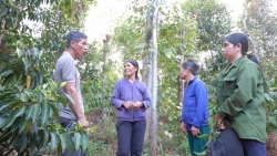 Đa dạng hóa cây trồng góp phần nâng cao thu nhập cho người dân huyện Krông Nô