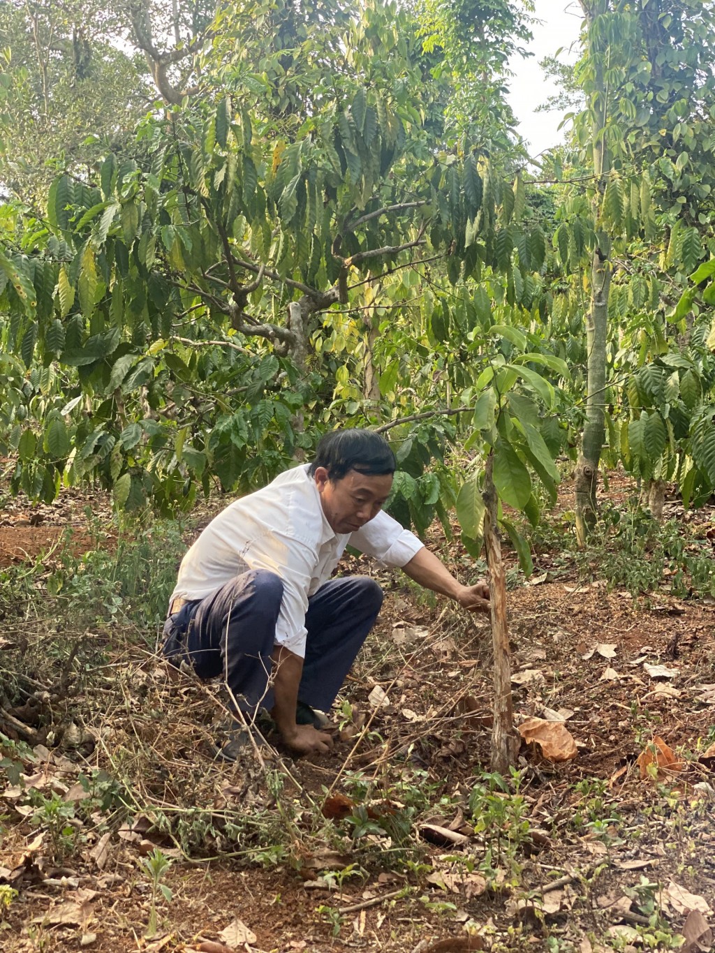 Đa dạng hóa cây trồng góp phần nâng cao thu nhập cho người dân huyện Krông Nô