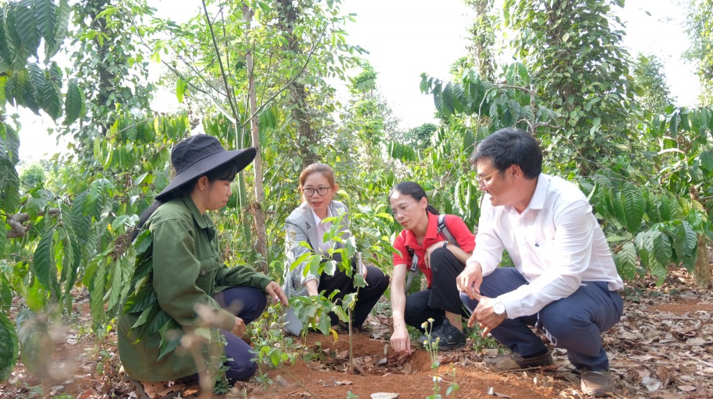 Đa dạng hóa cây trồng góp phần nâng cao thu nhập cho người dân huyện Krông Nô