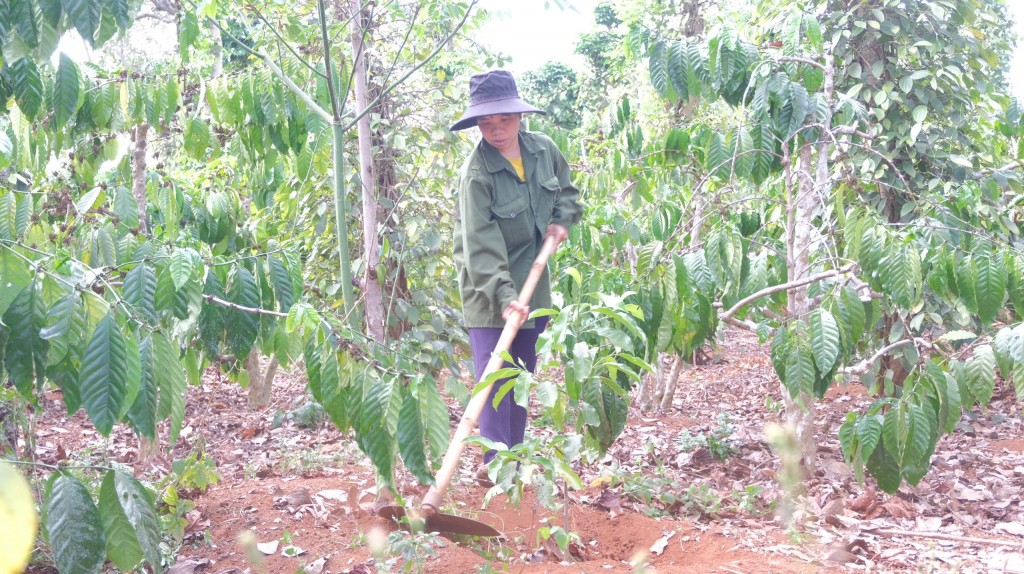 Đa dạng hóa cây trồng góp phần nâng cao thu nhập cho người dân huyện Krông Nô