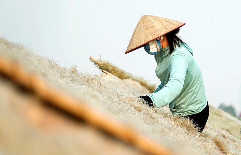Chuyện kể nghề truyền thống làm miến dong ở làng So, xứ Đoài