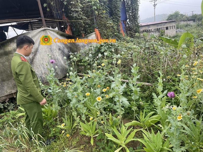 Lực lượng Công an phát hiện cây thuốc phiện do Lê Thị Ba trồng tại vườn