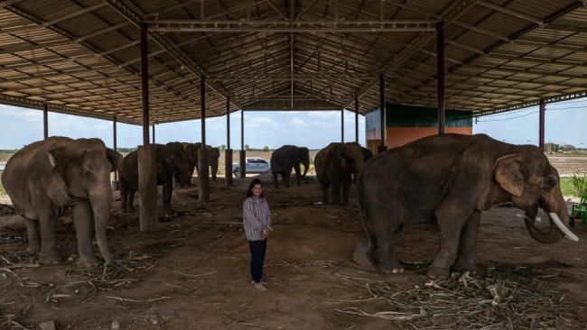 Thái Lan vắng du khách, voi “thất nghiệp”