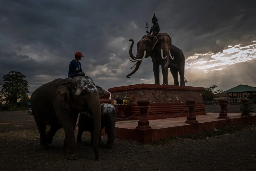  Trước đây, Lucky từng chở khách du lịch quanh một công viên dành cho voi trên đảo Phuket ở miền Nam đất nước. Tuy nhiên, giống như hàng ngàn con voi khác trên khắp Thái Lan chúng phải trở về nhà với chủ của mình khi đại dịch tàn phá ngành du lịch của Thái Lan,  vốn vẫn chưa phục hồi hoàn toàn.