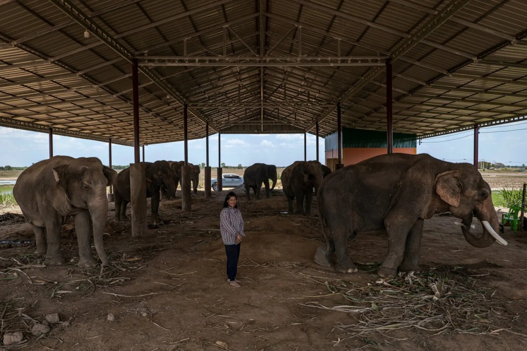 Chính phủ Thái Lan ước tính có 3.800 con voi nuôi nhốt cùng 3.600 con ngoài tự nhiên ở nước này. Hầu hết con voi nuôi nhốt đều thuộc sở hữu tư nhân. Gia đình bà Kaennapa Suksri sở hữu 6 con voi. Bà cùng đối tác trước đây làm việc tại Pattaya và cung cấp dịch vụ cưỡi voi. Cặp đôi đã cố bám trụ ở Pattaya khi đại dịch ập đến và khách du lịch không còn xuất hiện. Tuy nhiên, tiền tiết kiệm cạn kiệt buộc cặp đôi phải đưa những con voi trở về làng Baan Ta Klang, nơi có công viên voi tích hợp với trung tâm nghiên cứu (Ảnh: NYT)
