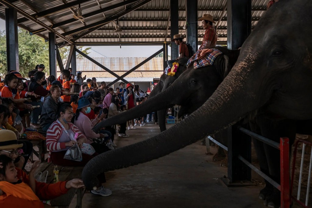 Vào những ngày cuối tuần, khi khách du lịch đến thăm làng nhiều hơn, những người chủ làng bày những sọt chuối và mía trước nhà để du khách mua về cho voi ăn (Ảnh: NYT)