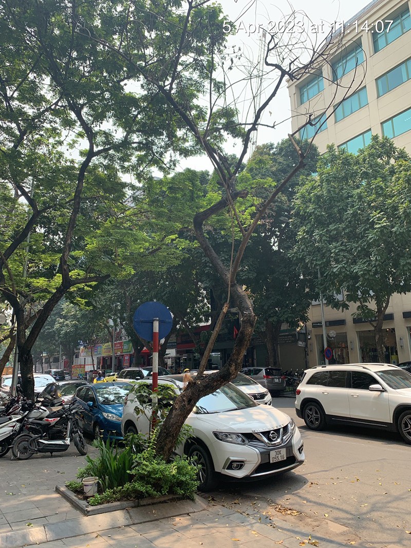 Cây chết khô ở 40 và 126 phố Hai Bà Trưng Cây chết khô ở 40 và 126 phố Hai Bà Trưng