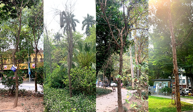 Nhiều cây xanh ở vườn hoa Bác Cổ, Cổ Tân đã bị chết khô (ảnh người dân cung cấp) Nhiều cây xanh ở vườn hoa Bác Cổ, Cổ Tân đã bị chết khô (ảnh người dân cung cấp)
