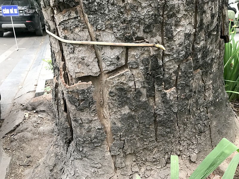 Nhiều mảng vỏ cây khô bong tróc, vỡ toác Nhiều mảng vỏ cây khô bong tróc, vỡ toác