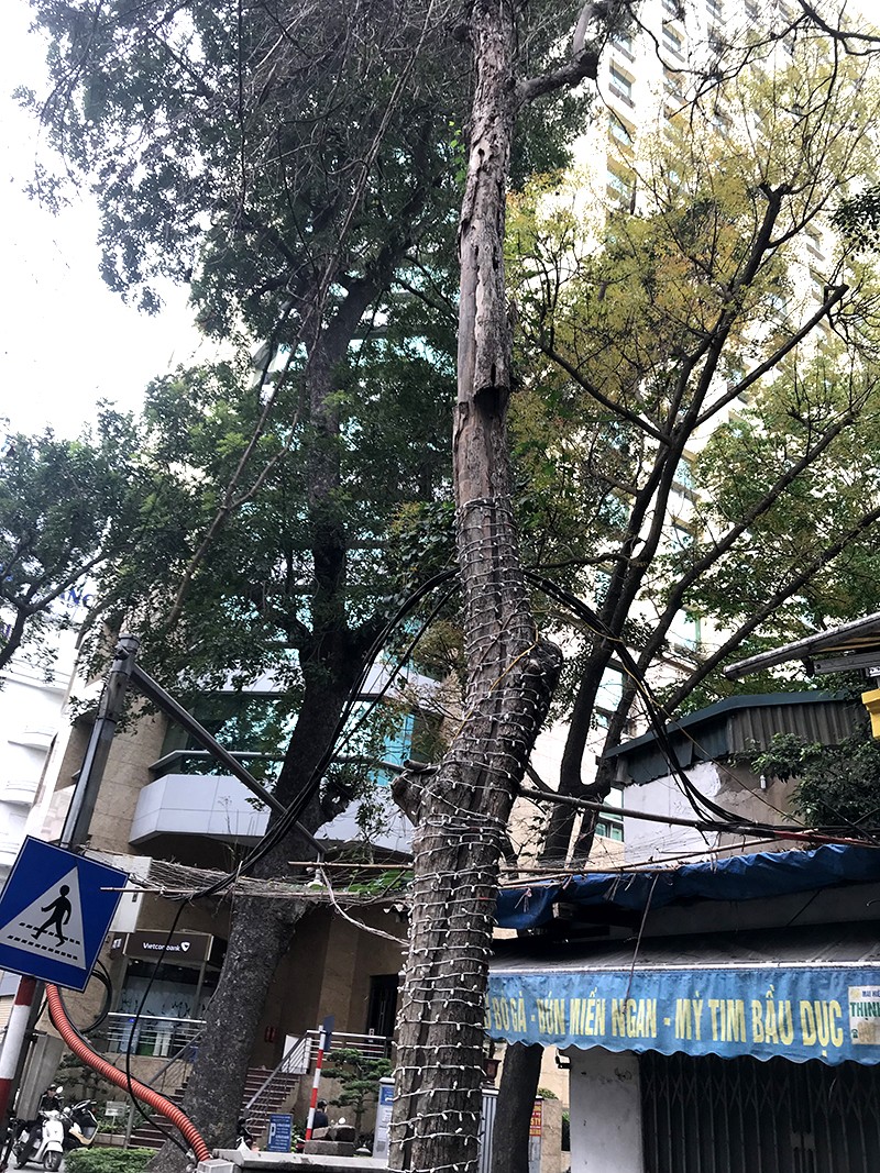 Người dân quấn dây đèn điện quanh thân cây để quảng bá bán hàng Người dân quấn dây đèn điện quanh thân cây để quảng bá bán hàng