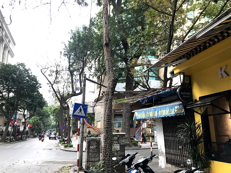 Cây xanh trước số nhà 11A phố Tông Đản có dấu hiệu chết khô lâu ngày Cây xanh trước số nhà 11A phố Tông Đản có dấu hiệu chết khô lâu ngày