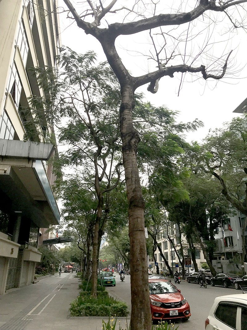 Một cây phượng vĩ khá lớn ở trước số 25 Lý Thường Kiệt có dấu hiệu không còn sự sống Một cây phượng vĩ khá lớn ở trước số 25 Lý Thường Kiệt có dấu hiệu không còn sự sống