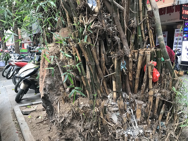 Người dân phản ánh bụi tre ở trước số nhà 16 phố Hai Bà Trưng gây nhếch nhác, mất mỹ quan đô thị Người dân phản ánh bụi tre ở trước số nhà 16 phố Hai Bà Trưng gây nhếch nhác, mất mỹ quan đô thị