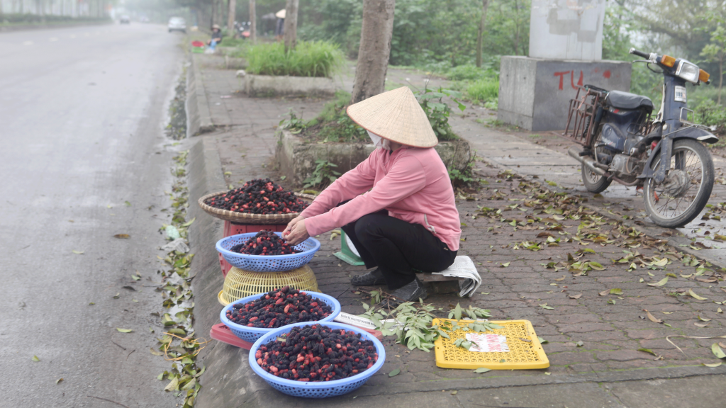 Dâu tằm cuối vụ được giá, nông dân phấn khởi