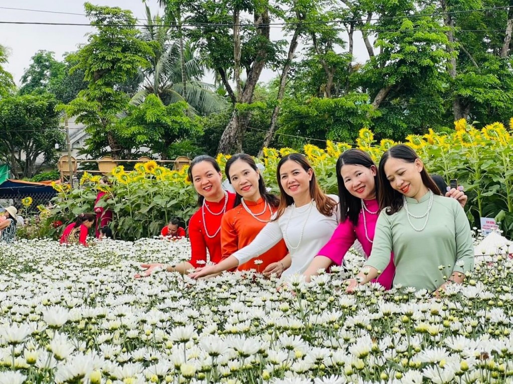 Cúc họa mi là loại hoa đặc trưng cho mùa thu đông ở Hà Nội, được trồng trái mùa thành công tại TP Tam Kỳ, Quảng Nam (Ảnh NVCC)