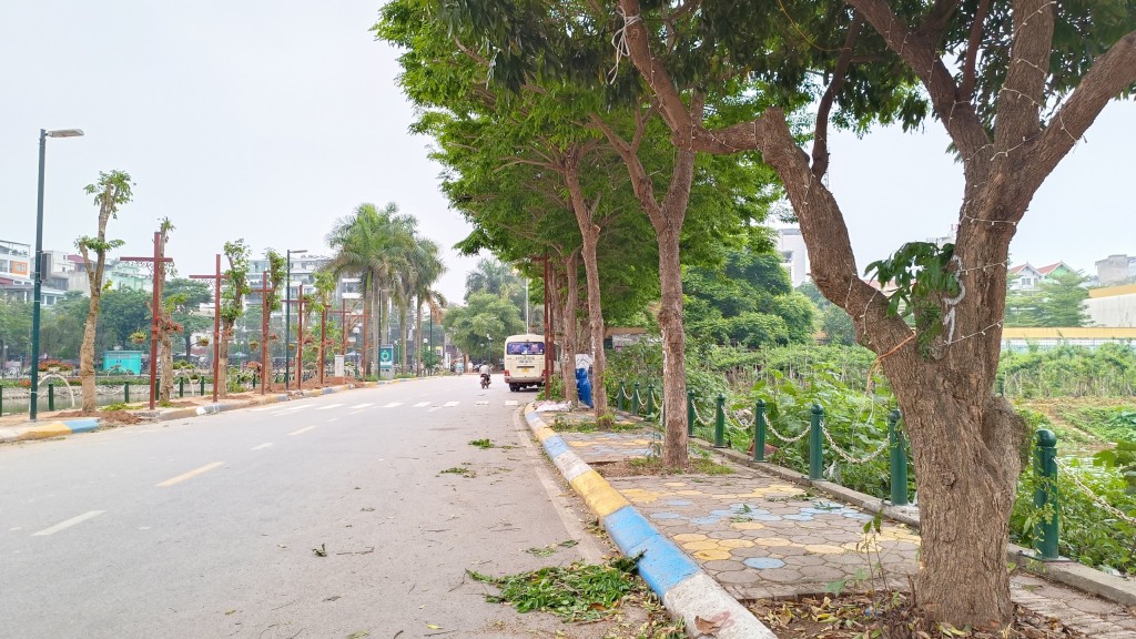 Việc thay thế cây nhãn (cây ăn quả) thành cây giáng hương (cây xanh đô thị) là phù hợp