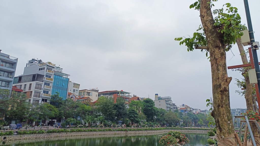 Cây giáng hương trồng mới có thân cao, khoẻ, thẳng tắp
