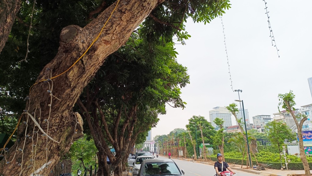 Những cây nhãn già yếu, tán thấp trên tuyến phố đi bộ