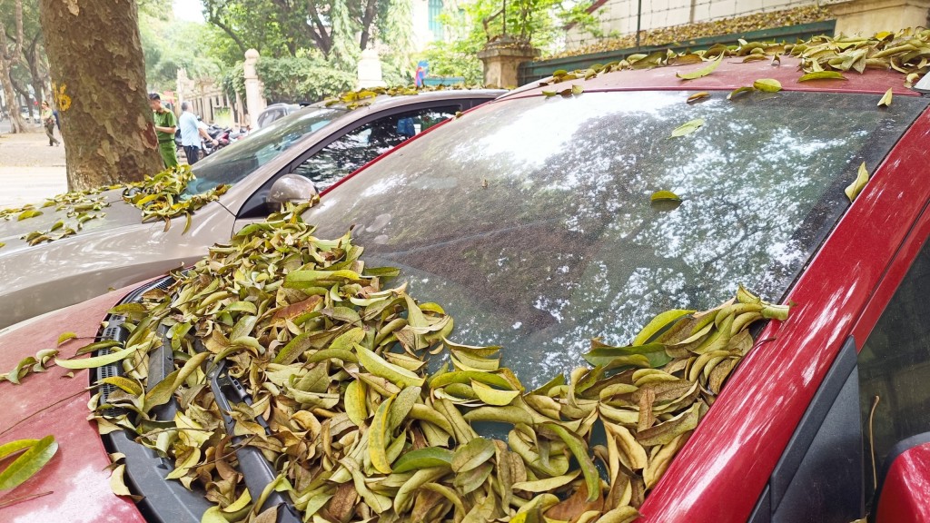 Những chiếc xe trên vỉa hè phủ bụi và lá cây