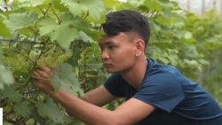 Kỹ sư trẻ “bỏ phố” về quê trồng nho Hạ đen