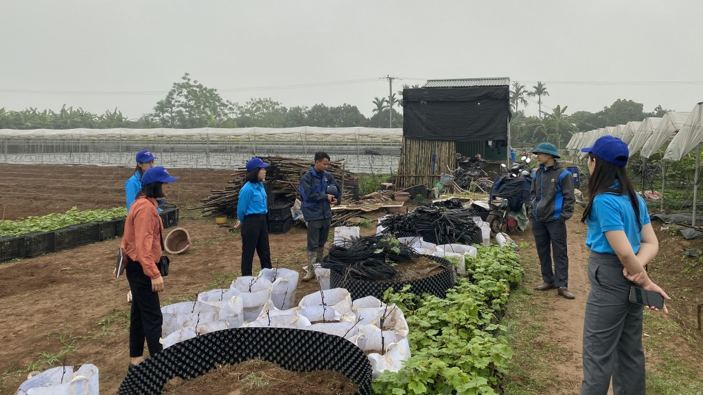 Thường trực Huyện đoàn Phú Xuyên tham quan mô hình trồng nho của Hoàng Văn Cương 