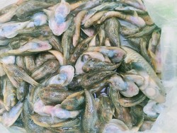 Quảng Nam: Xuất hiện tình trạng cá chết bất thường tại sông Nước Bươu