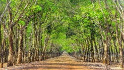 Công ty Cổ phần Cao su TP Hồ Chí Minh vi phạm nguyên tắc sử dụng vốn Nhà nước