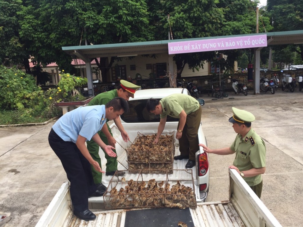 Tăng cường kiểm soát, ngăn chặn gia cầm nhập lậu qua biên giới