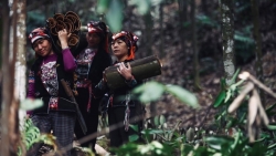 Yên Bái: Một ngày thu hoạch quế cùng người dân Trấn Yên