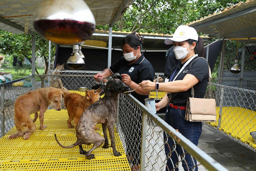 Đội ngũ nhân viên Boehringer Ingelheim Việt Nam chăm sóc chó mèo tại trạm cứu hộ động vật ở Hà Nội