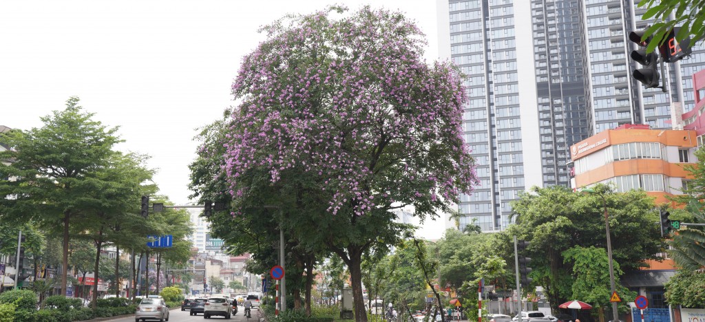 Hà Nội mùa "áo tím"