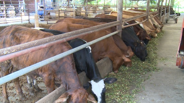 Theo các chuyên gia, nghị định 08 có nhiều quy định bất cập liên quan đến quản lý môi trường ngành chăn nuôi, giết mổ gia súc Theo các chuyên gia, nghị định 08 có nhiều quy định bất cập liên quan đến quản lý môi trường ngành chăn nuôi, giết mổ gia súc