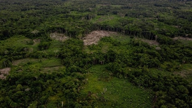Colombia rút tuyên bố về việc tìm thấy 4 trẻ em sống sót ở rừng Amazon