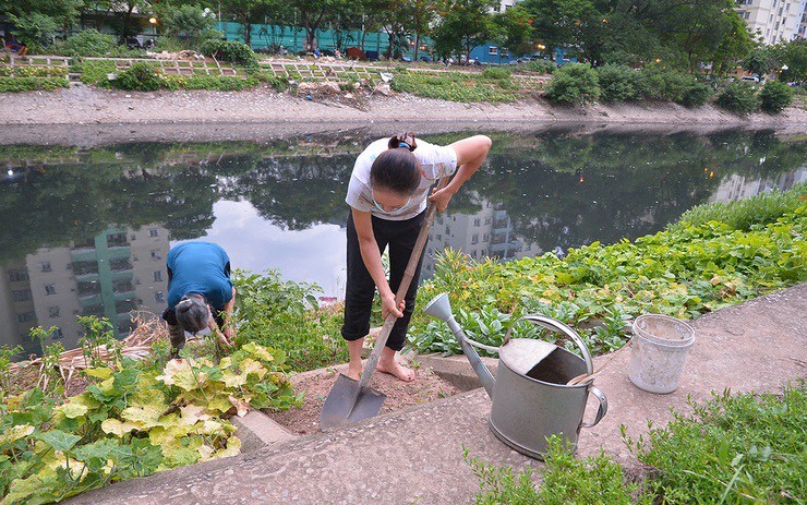 Rau được trồng ven nguồn nước bẩn thì không đảm bảo là rau sạch